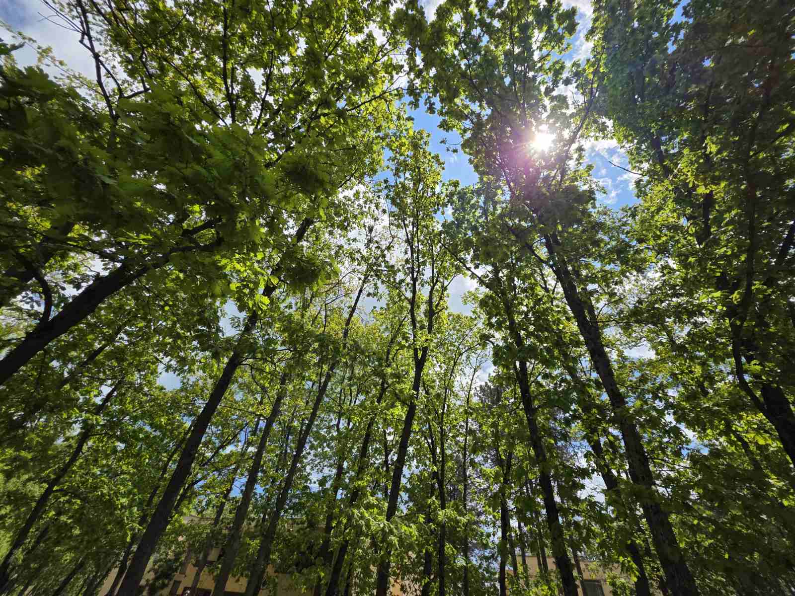 Bendida forest