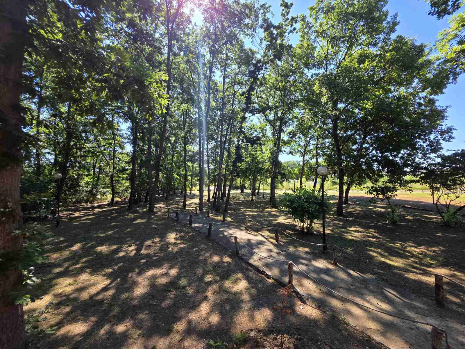 Bendida forest